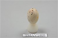 藏品(鶲卵)的圖片